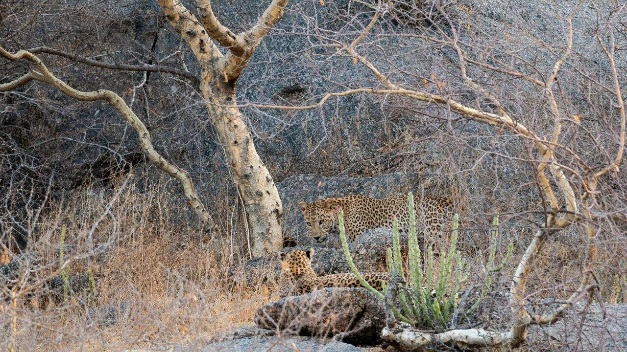 A-leopards-hidden-among-the-bushes-in-Bera-India.jpg