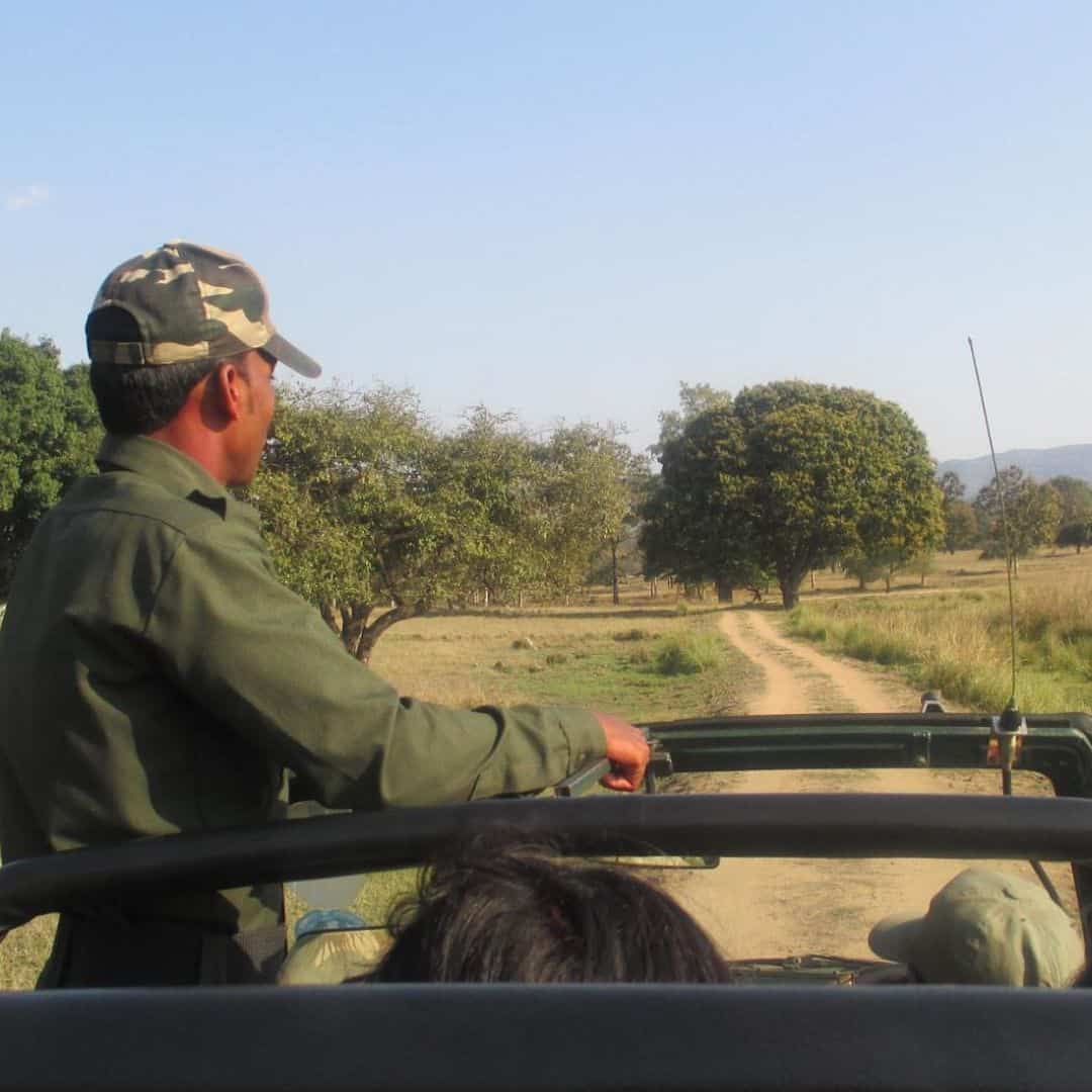 A man driving a jeep along a road in Satpura National Park A man driving a jeep along a road in Satpura National park