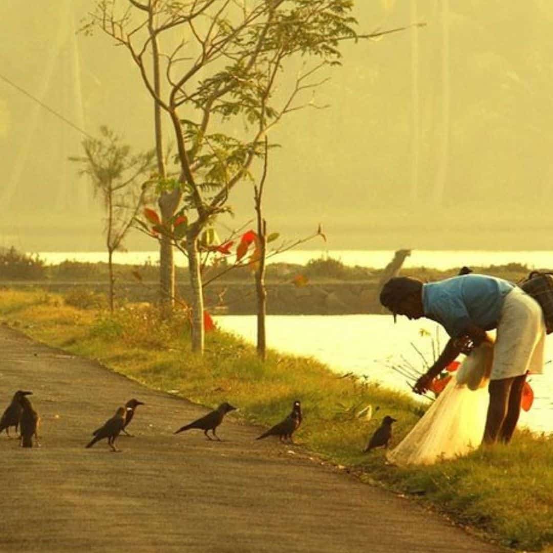 A man feeds birds on the roadside in Muziris, India A man feeds birds on the roadside in Muziris India