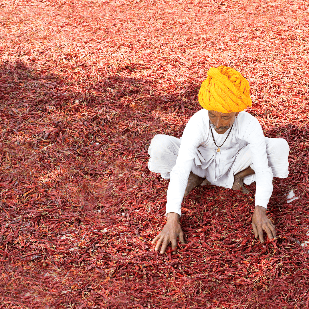 A man kneeling on the ground in Wayanad, holding a bunch of vibrant red peppers A man kneeling on the ground in Wayanad holding a bunch of vibrant red peppers