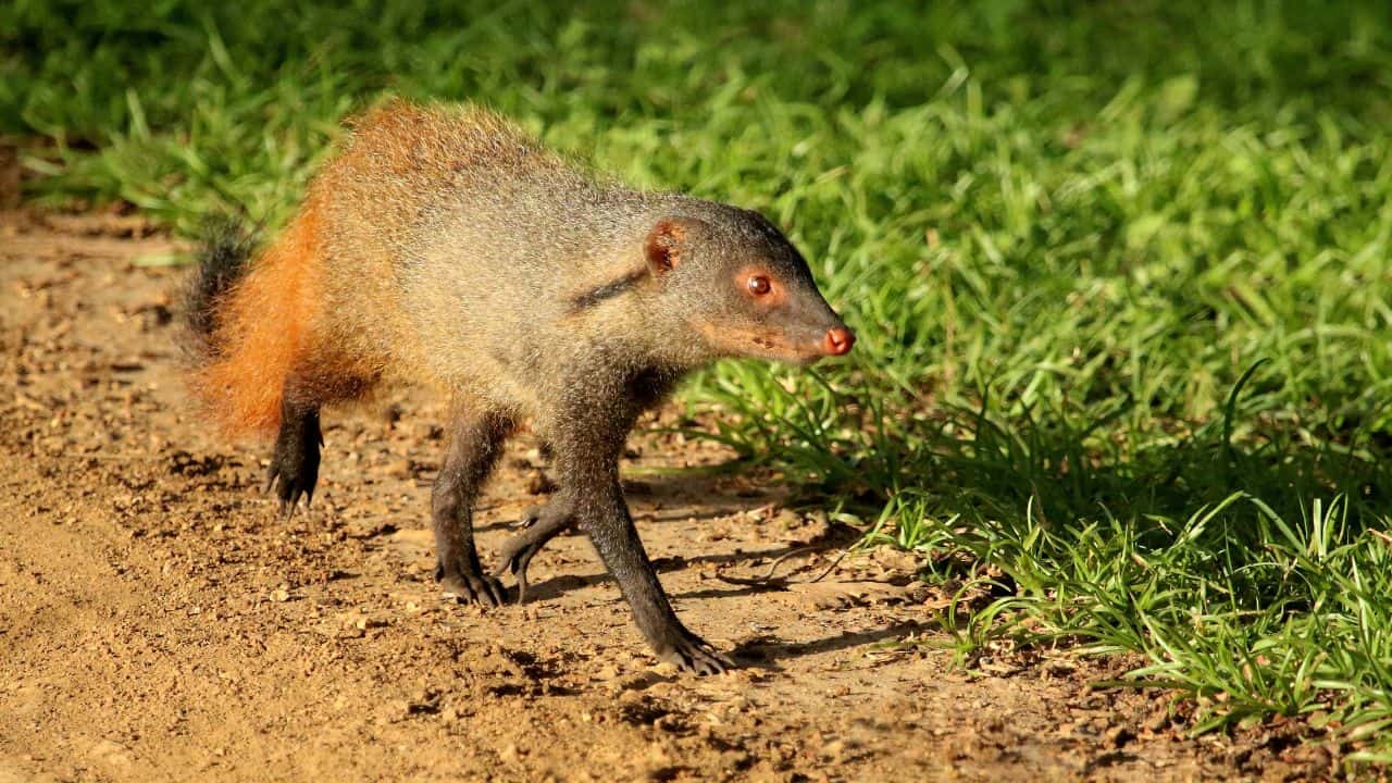 A-mongoose-walking-across-a-road-in-Bandipur-National-Park-India.jpg