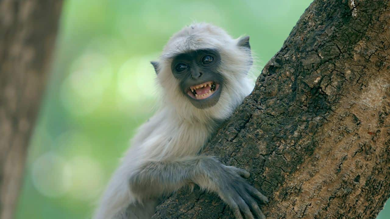 A-monkey-sits-on-a-tree-branch-in-Kanha-National-Park-India.jpg