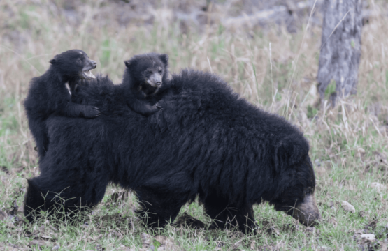 A-mother-sloth-bear-and-her-cubs-walk-through-the-grass-in-Satpura-National-Park-1-555x360.png
