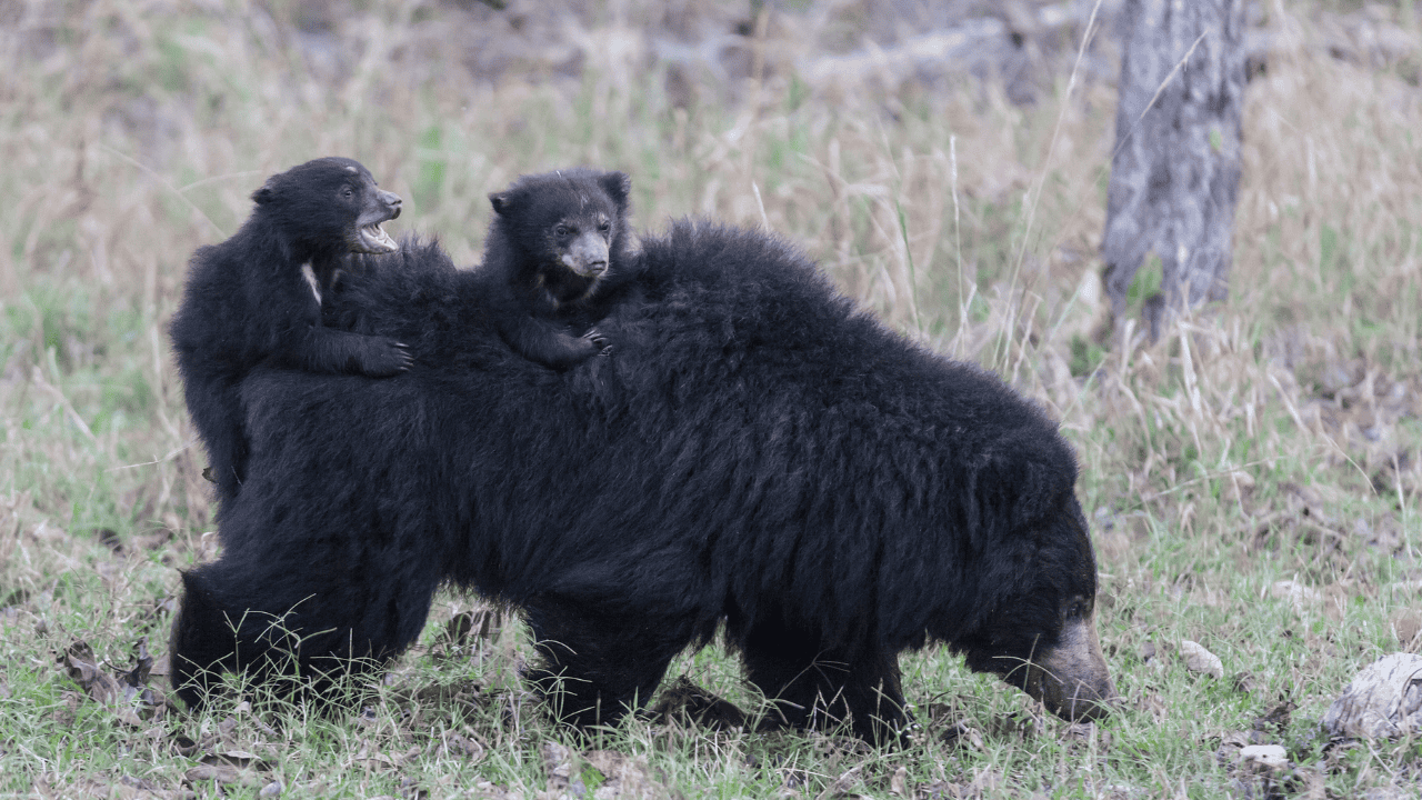 A-mother-sloth-bear-and-her-cubs-walk-through-the-grass-in-Satpura-National-Park-1.png