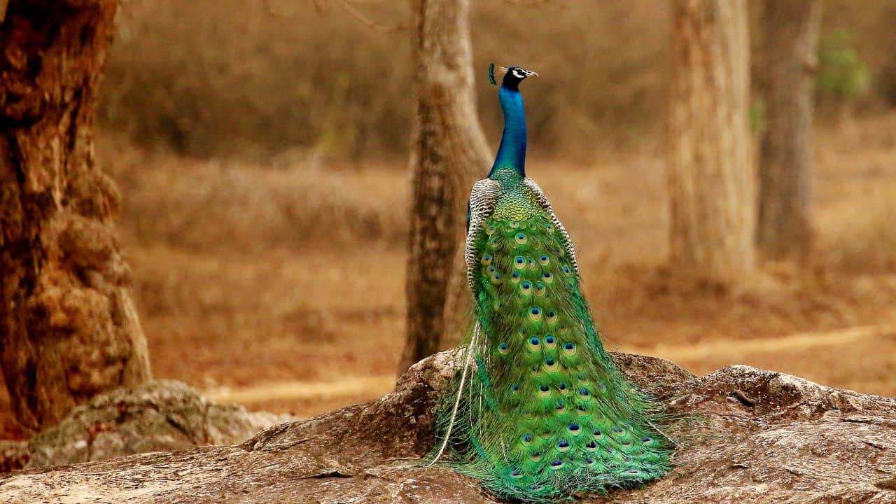 A-peacock-perched-on-a-rock-amidst-the-lush-woods-of-Bandipur-National-Park-India.jpg