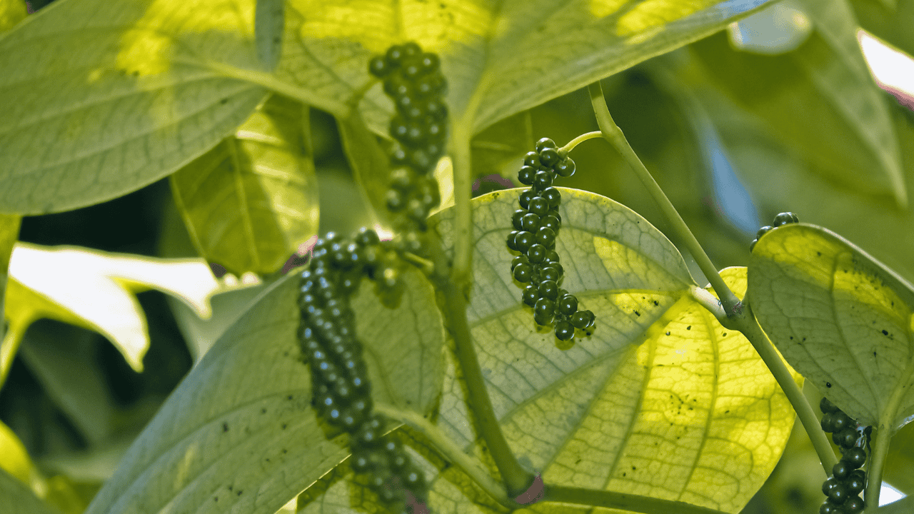A-pepper-plants-from-Wayanad-featuring-vibrant-green-leaves-and-clusters-of-shiny-black-berries.png