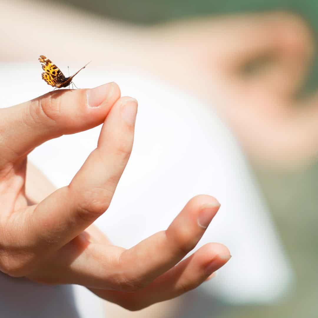 A person gently holds a small butterfly in their hand during meditation at Matrimandir A person gently holds a small butterfly in their hand during meditation at Matrimandir