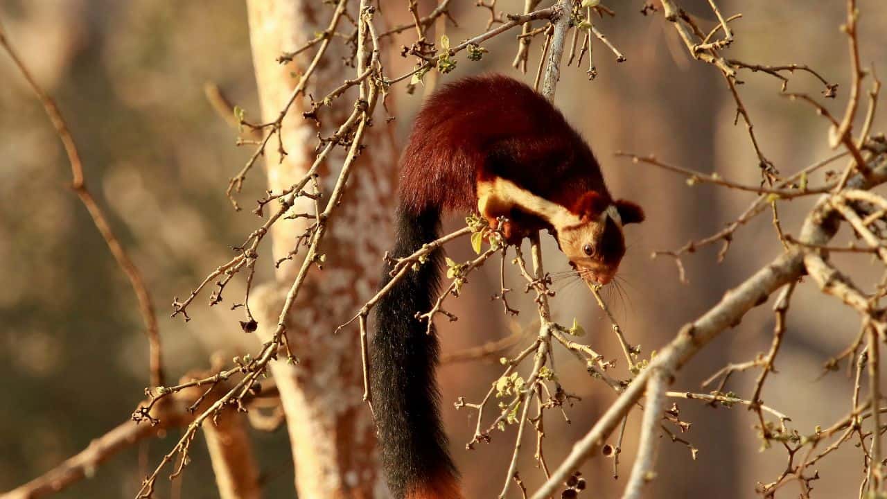 A-red-squirrel-sitting-on-a-branch-in-Nagarhole-National-Park-India.jpg