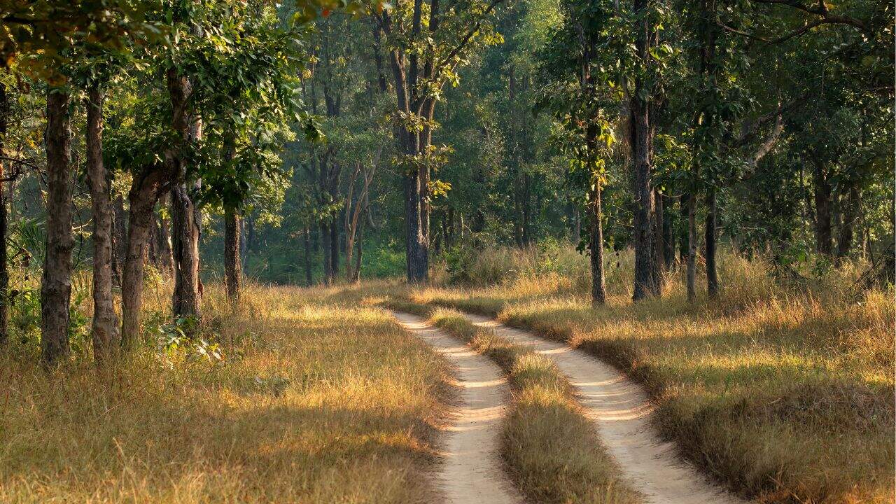 A-scenic-road-in-Kanha-National-Park-India-meandering-through-a-dense-forest-filled-with-vibrant-foliage.jpg