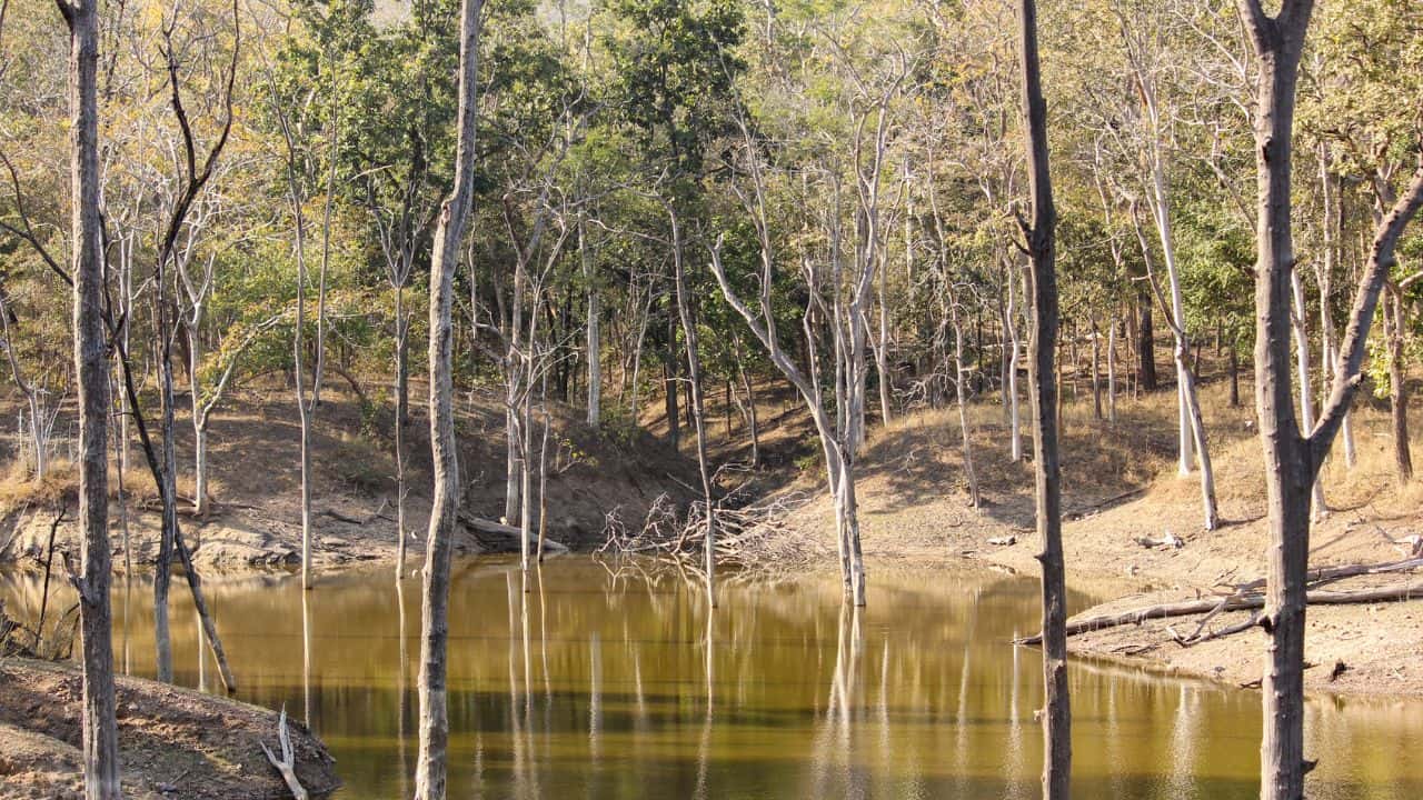 A-serene-pond-surrounded-by-lush-greenery-in-Pench-National-Park-India.jpg