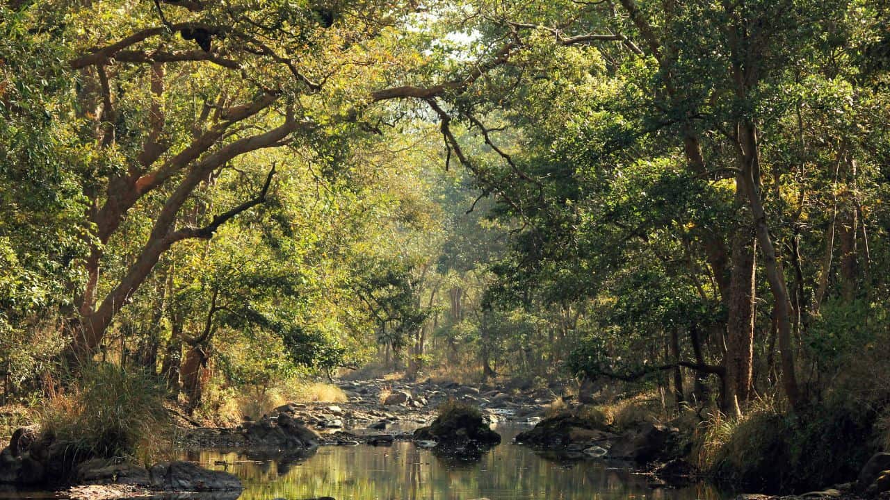 A-serene-river-flows-through-a-lush-forest-in-Kanha-National-Park-India.jpg