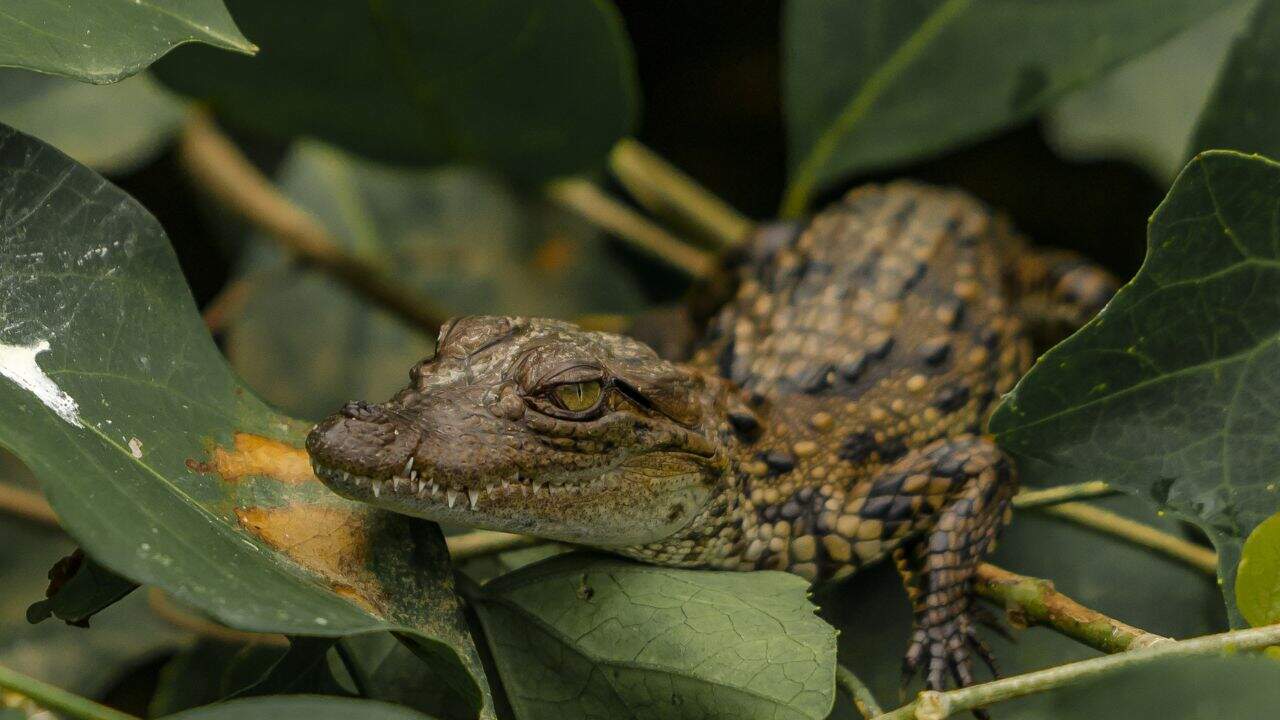 A-small-alligator-rests-on-a-leaf-at-Ranganathittu-Bird-Sanctuary-in-India.jpg