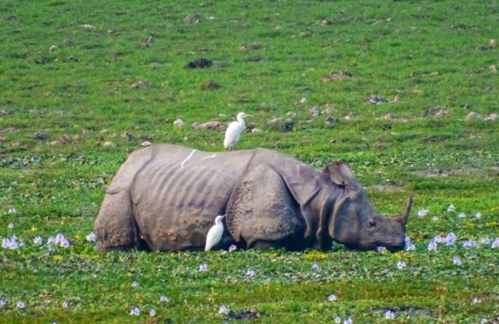 A-small-bird-perched-on-a-rhino-in-a-field-at-Kaziranga-National-Park-India-555x360.jpg