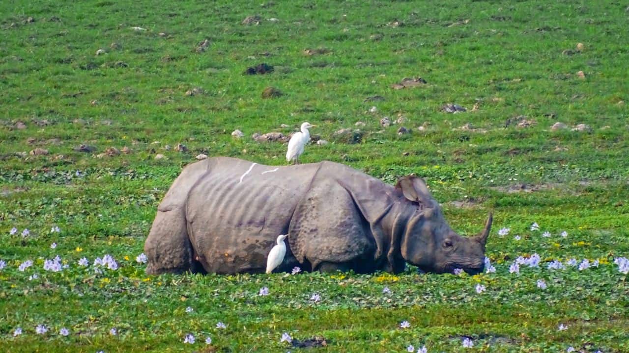 A-small-bird-perched-on-a-rhino-in-a-field-at-Kaziranga-National-Park-India.jpg