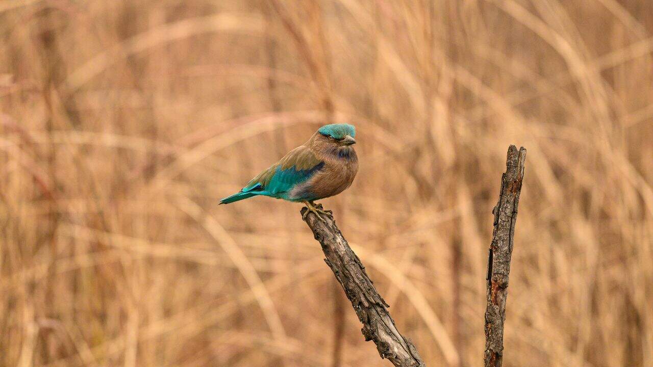 A-small-bird-perched-on-a-stick-in-a-field-at-Kaziranga-National-Park-India-surrounded-by-lush-greenery.jpg