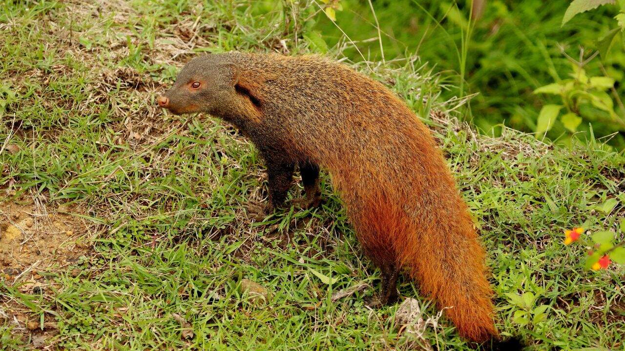 A-small-mongoose-is-perched-on-the-grass-in-Nagarhole-National-Park-India.jpg