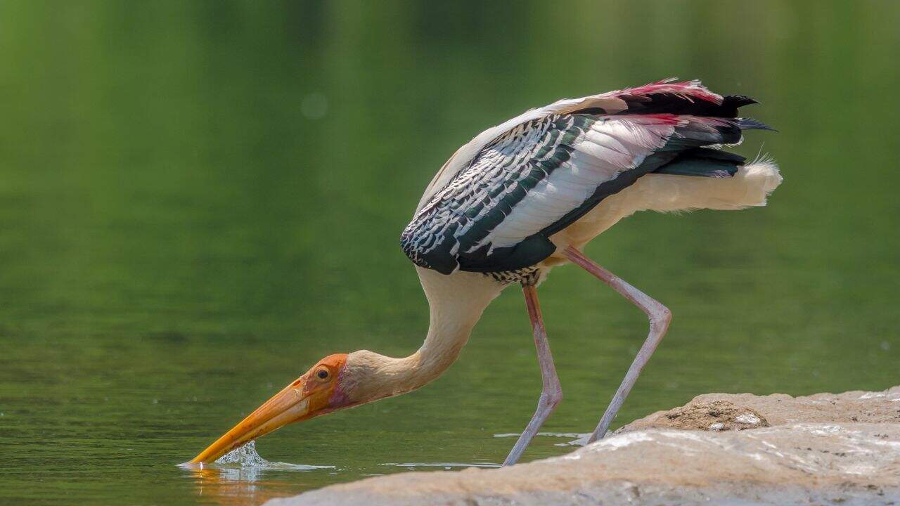 A-stork-bends-down-to-drink-from-a-pond-at-Ranganathittu-Bird-Sanctuary-India.jpg