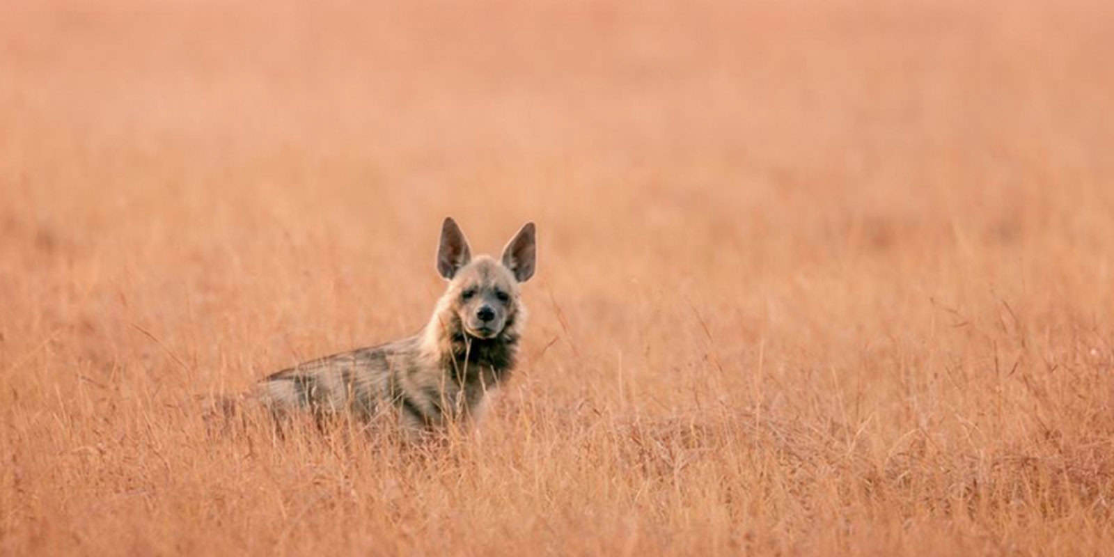 A-striped-hyena-standing-in-tall-grass-showcasing-its-distinctive-stripes-in-Rajasthan-India.jpg