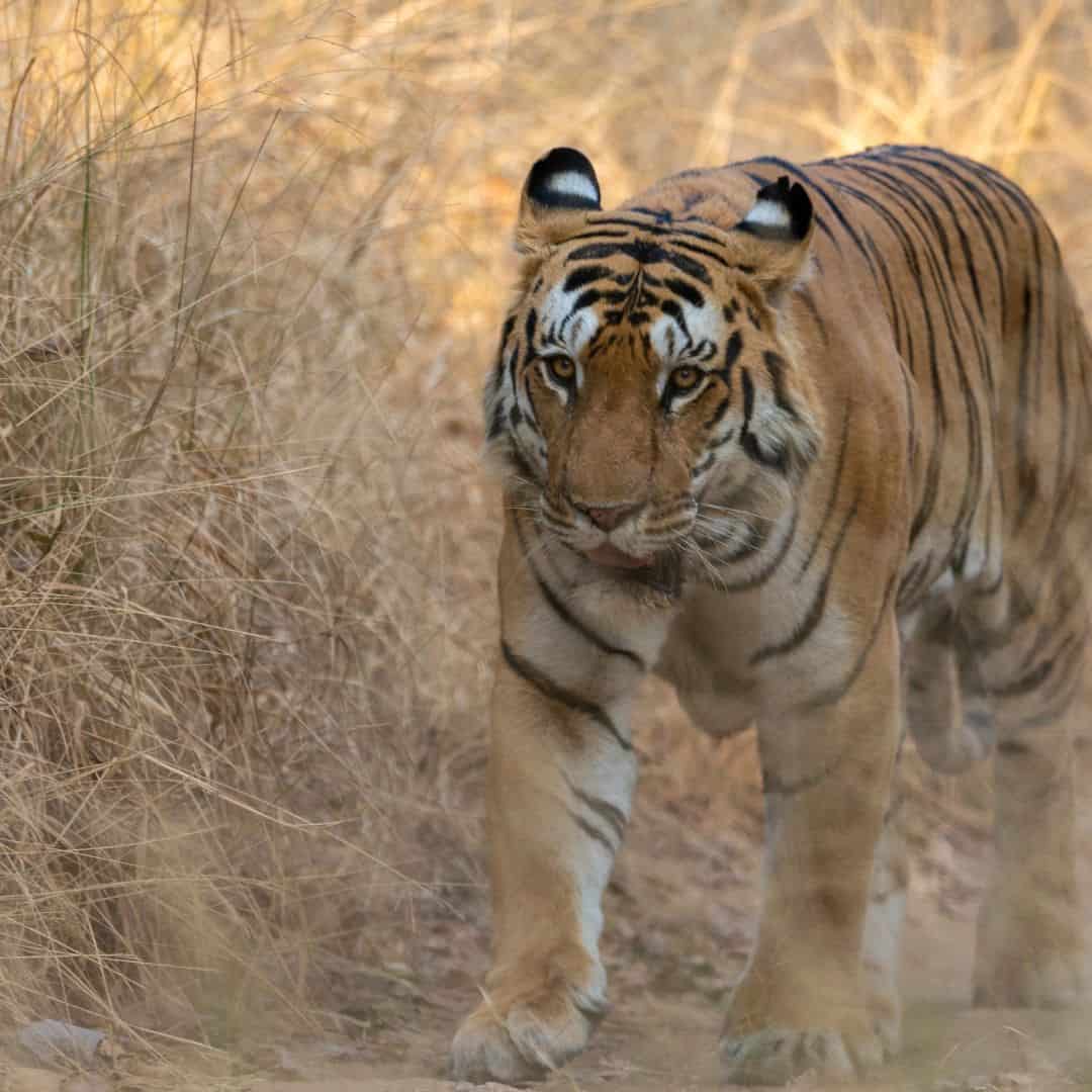 A tiger moves through tall grass beside a road in Pench National Park, India. A tiger moves through tall grass beside a road in Pench National Park India