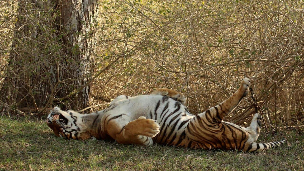 A-tiger-playfully-rolling-in-the-grass-at-Bandipur-National-Park-India.jpg