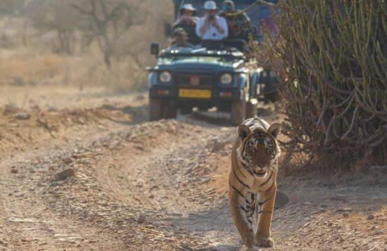 A-tiger-strides-down-a-dirt-road-while-people-observe-from-the-back-of-a-jeep-during-a-safari-in-Ranthambore-India-555x360.jpg