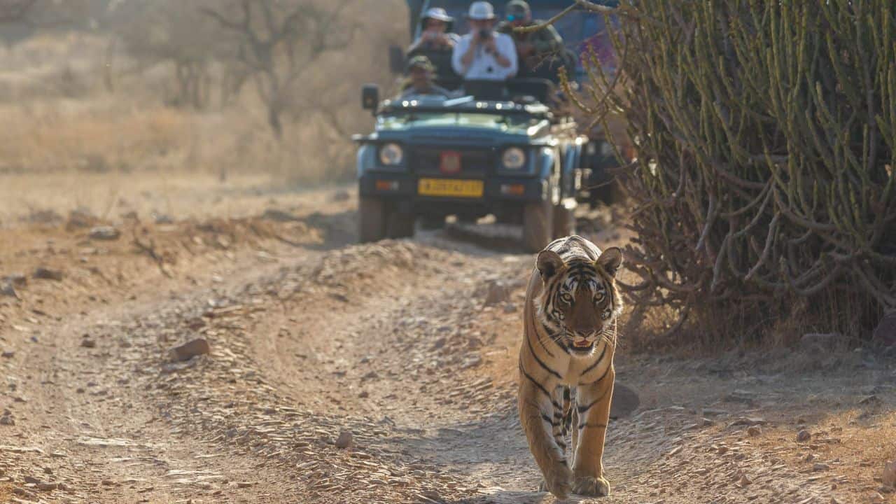 A-tiger-strides-down-a-dirt-road-while-people-observe-from-the-back-of-a-jeep-during-a-safari-in-Ranthambore-India.jpg