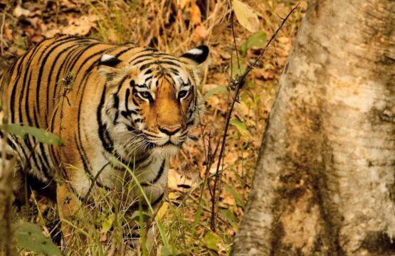 A-tiger-strides-through-the-forest-near-a-tree-in-Pench-National-Park-India-showcasing-its-natural-habitat-555x360.jpg