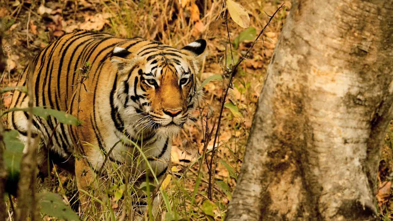 A-tiger-strides-through-the-forest-near-a-tree-in-Pench-National-Park-India-showcasing-its-natural-habitat.jpg