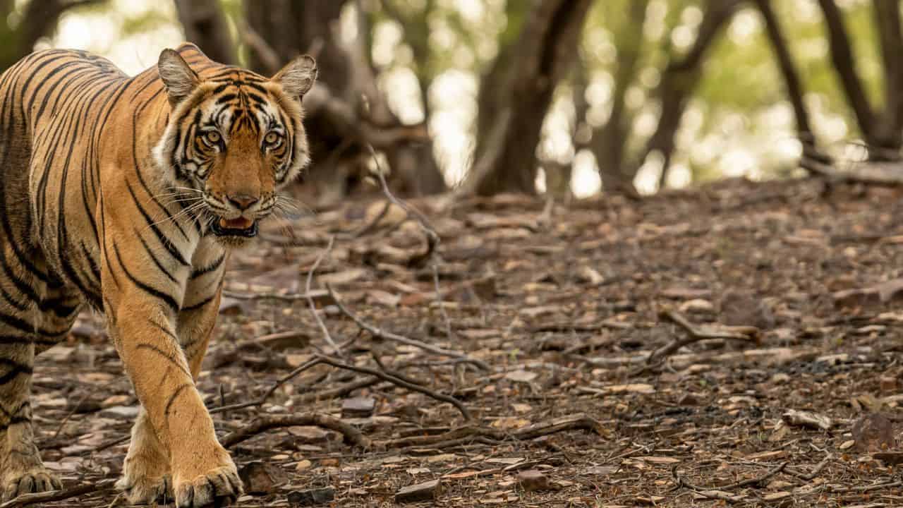 A-tiger-walking-through-the-woods-during-a-Ranthambore-Safari-in-India-showcasing-its-natural-habitat.jpg