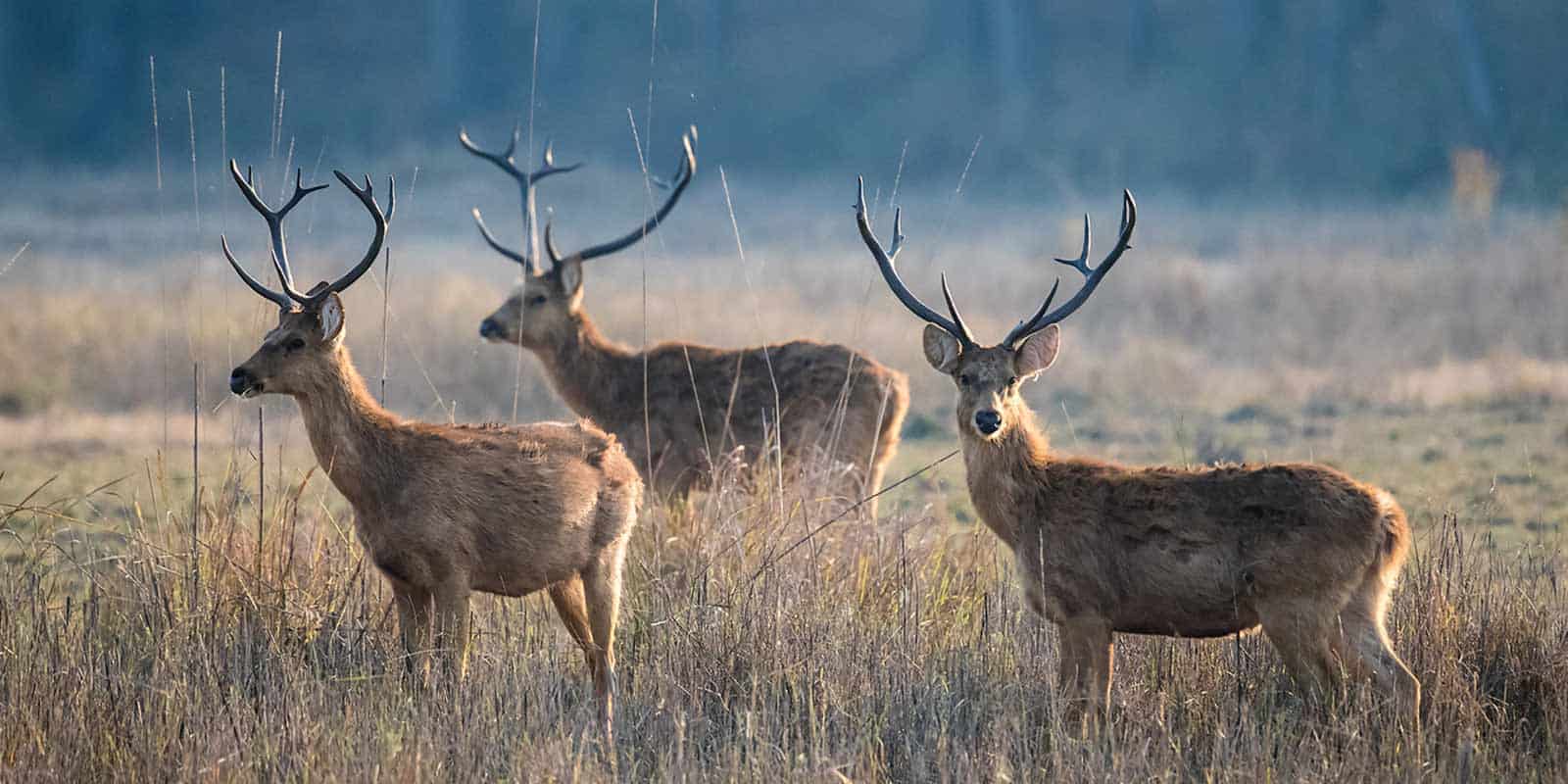 A-trio-of-deer-in-a-lush-green-field-representing-the-wildlife-of-Rajasthan-India.jpg