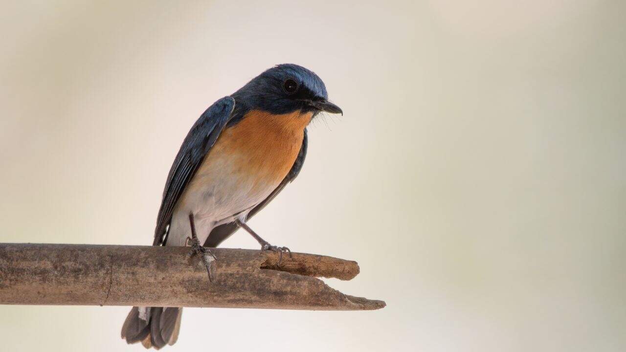 A-vibrant-blue-and-orange-bird-sitting-on-a-branch-in-Bera-India.jpg