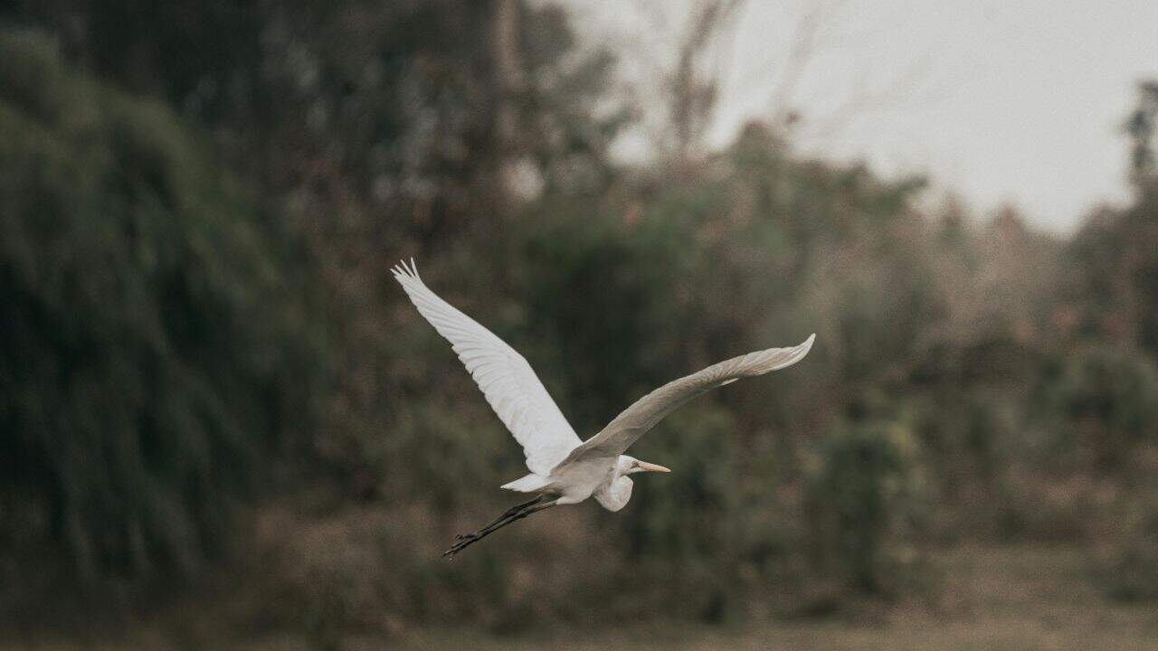 A-white-bird-soaring-over-a-lush-green-field-in-Kaziranga-National-Park-India.jpg
