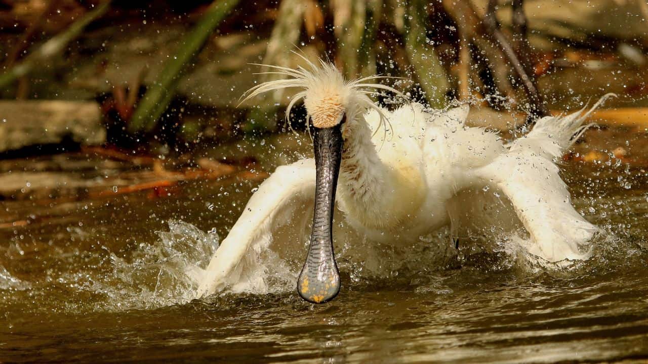 A-white-pelican-with-a-long-beak-splashes-in-the-water-at-Ranganathittu-Bird-Sanctuary-India.jpg