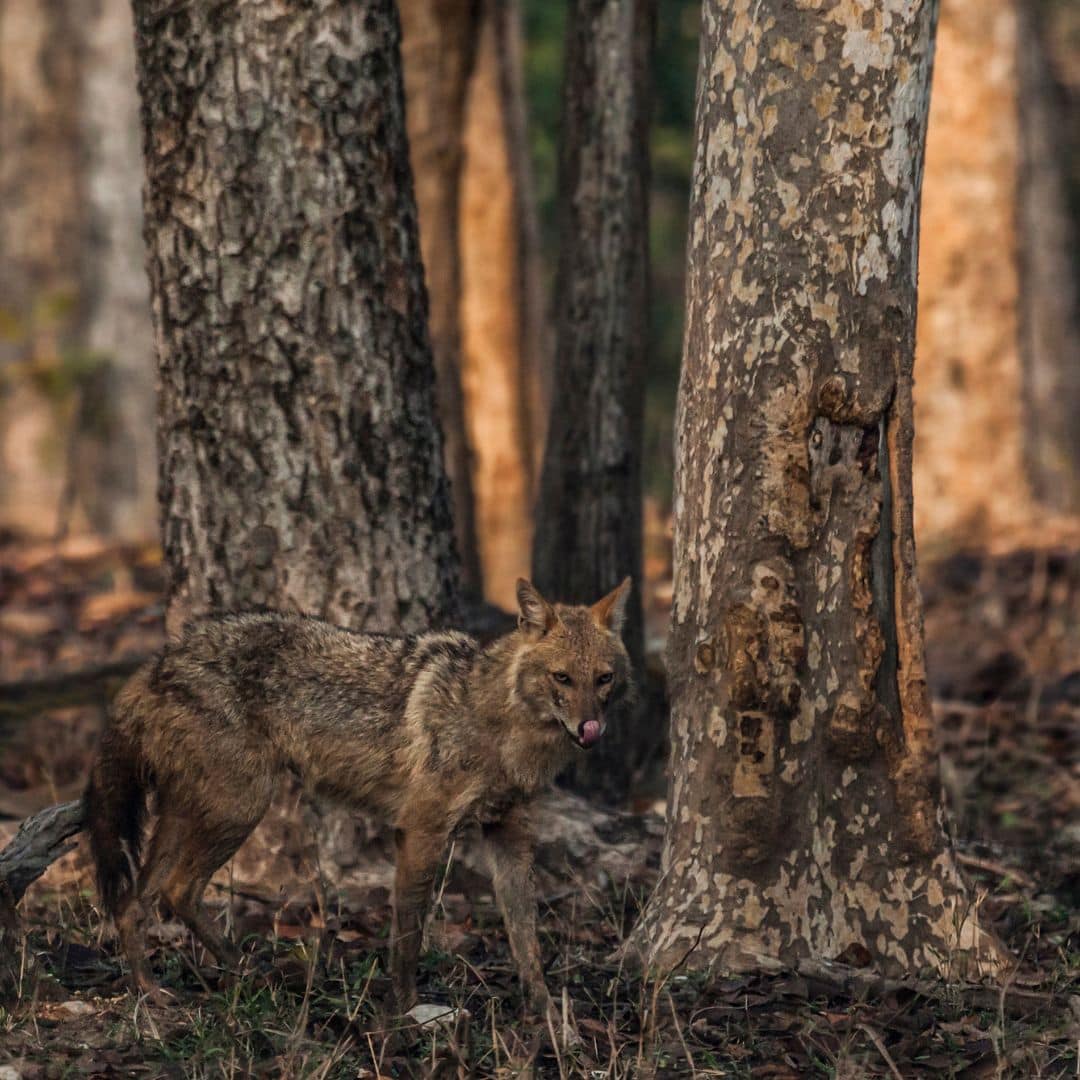 A wild dog stands alert in the lush forest of Pench National Park, India A wild dog stands alert in the lush forest of Pench National park India