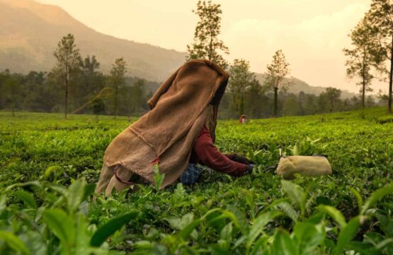 A-woman-picking-tea-leaves-in-a-vibrant-tea-plantation-in-Munnar-India-with-rolling-hills-in-the-background-555x360.jpg