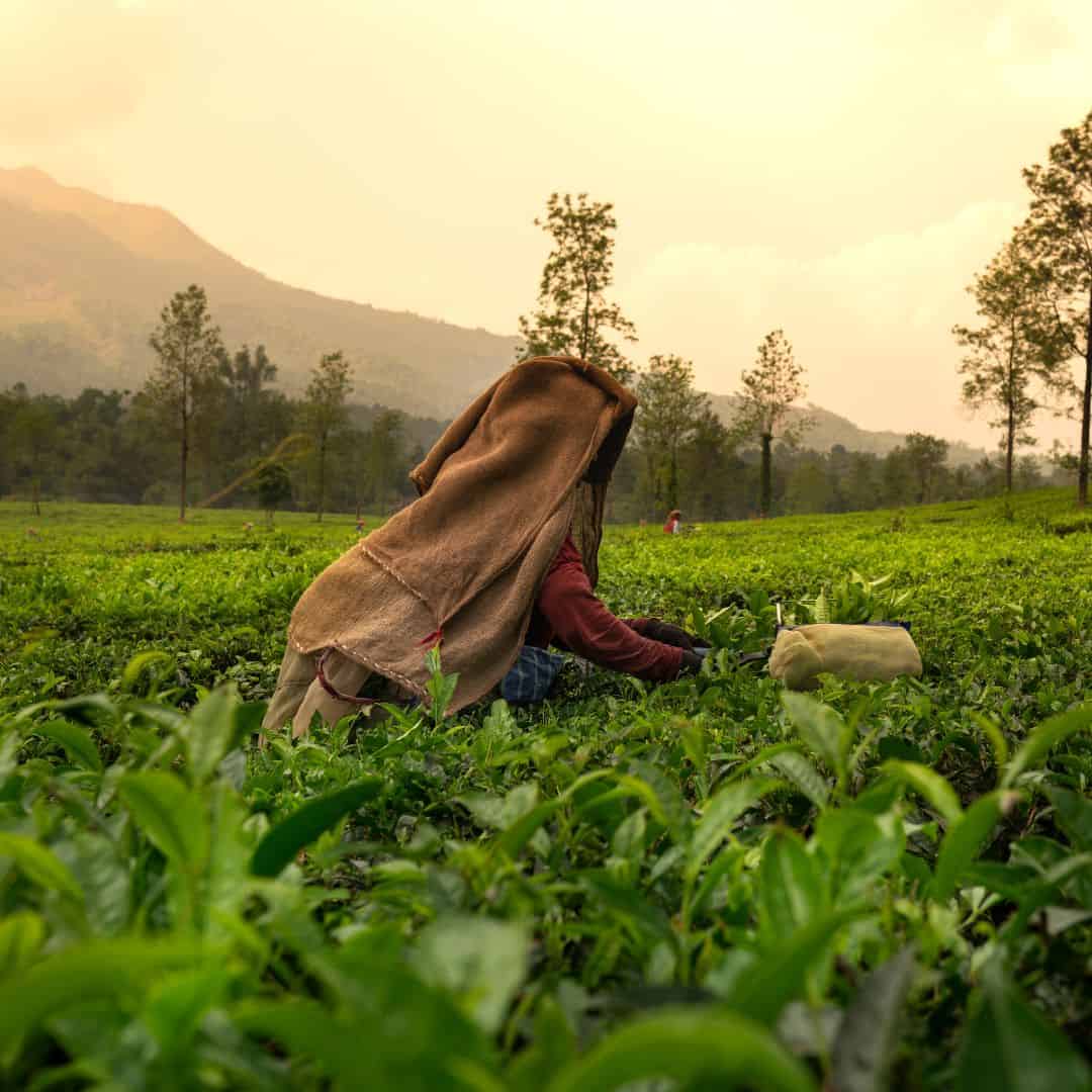 A woman picking tea leaves in a vibrant tea plantation in Munnar, India, with rolling hills in the background A woman picking tea leaves in a vibrant tea plantation in MUnnar India with rolling hills in the backgroud