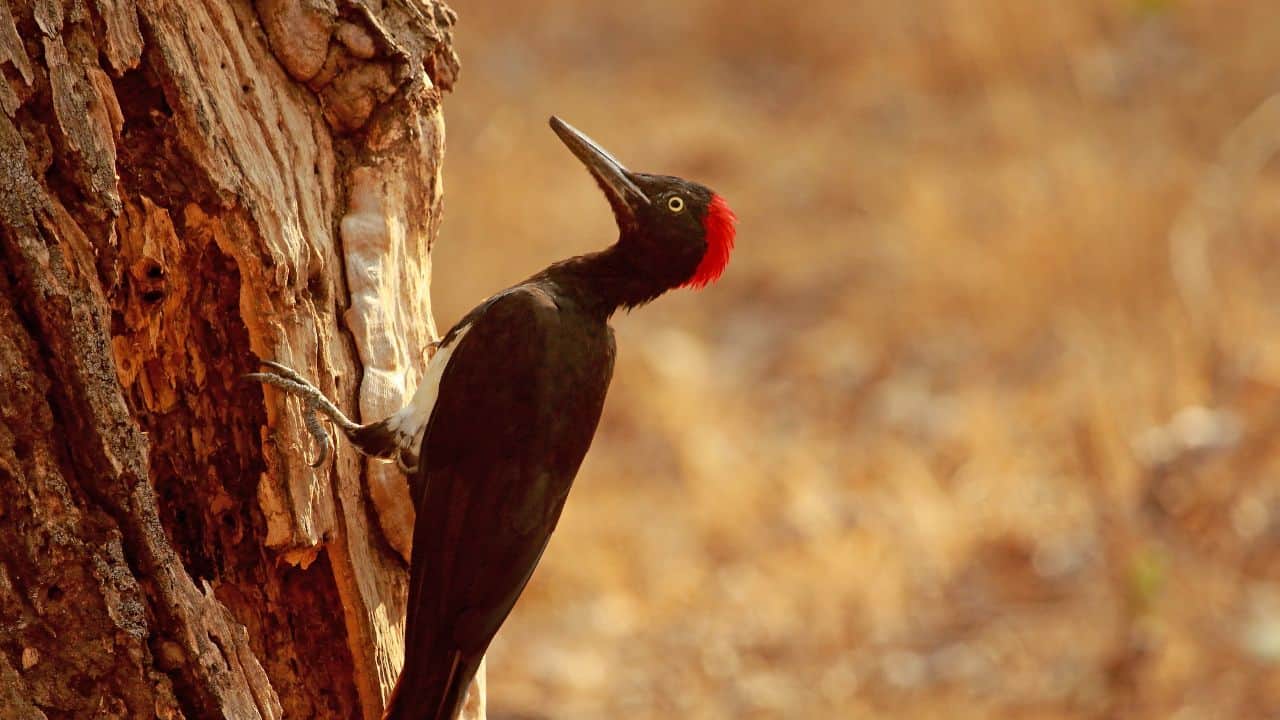 A-woodpecker-perched-on-a-tree-trunk-in-Nagarhole-National-Park-India-surrounded-by-lush-greenery.jpg