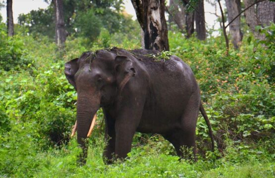 An-elephant-walking-through-a-lush-forest-in-Bandipur-National-Park-India-surrounded-by-greenery-and-trees-555x360.jpg
