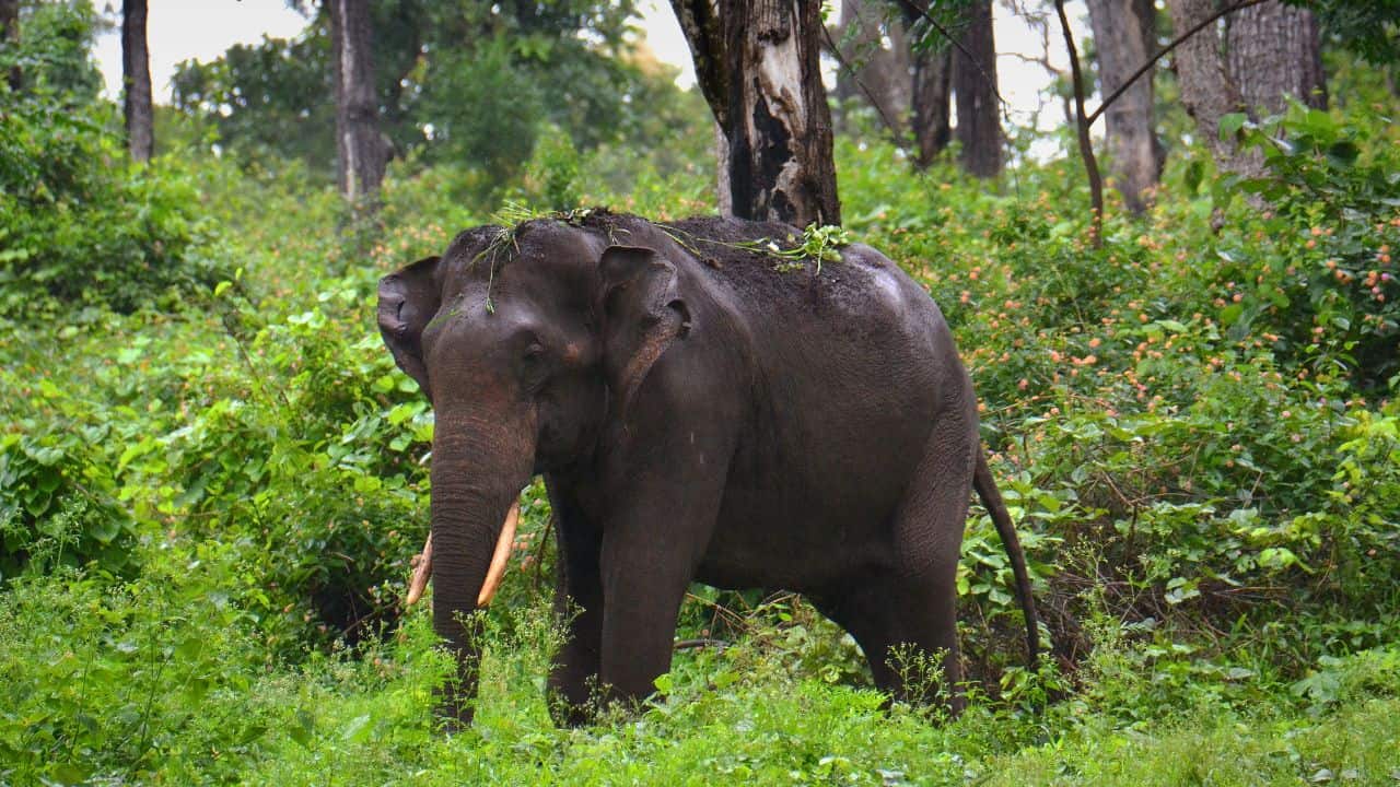 An-elephant-walking-through-a-lush-forest-in-Bandipur-National-Park-India-surrounded-by-greenery-and-trees.jpg