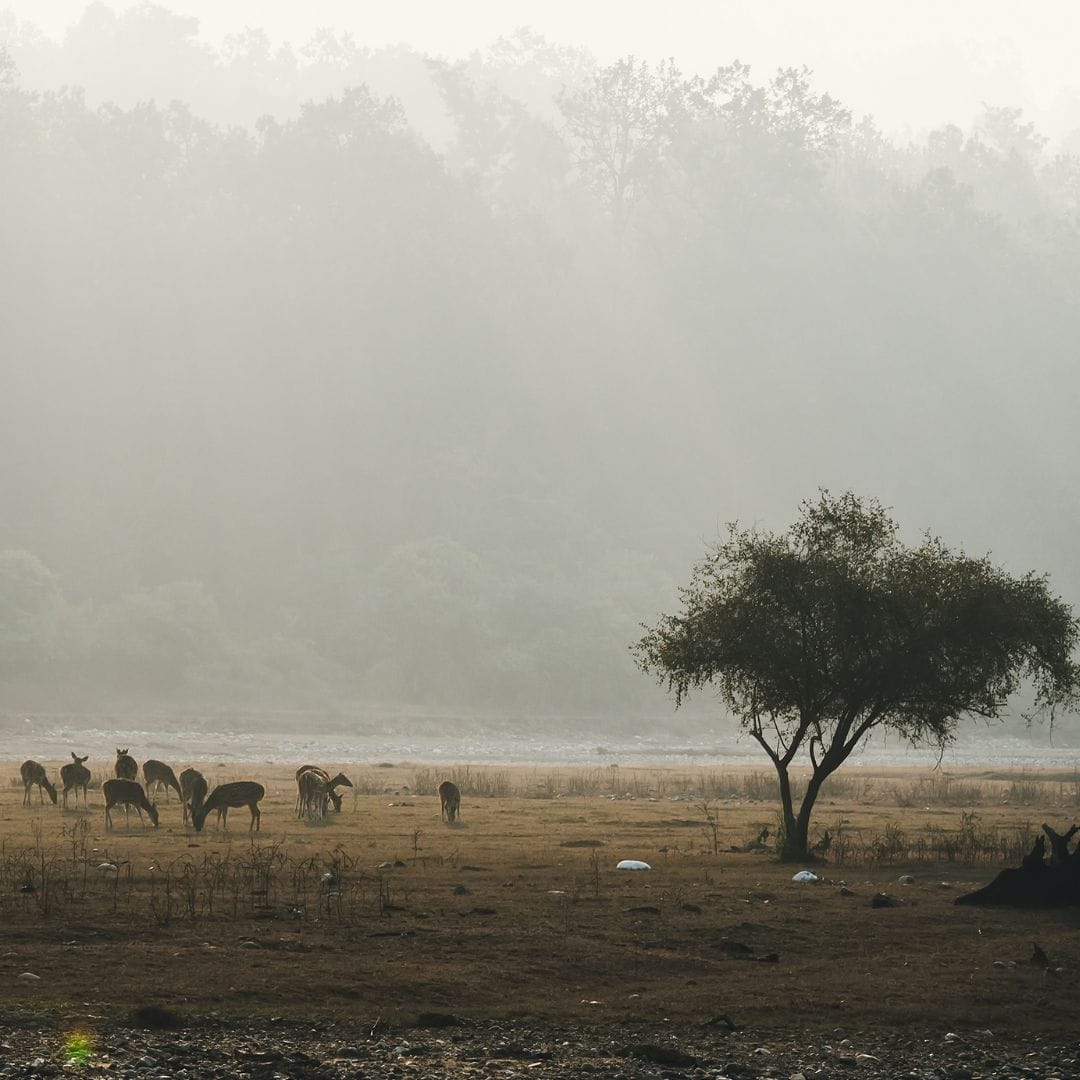 Animals grazing in a vibrant field at Bandipur National Park, India Animals grazing in a vibrant field at Bandipur National Park, India