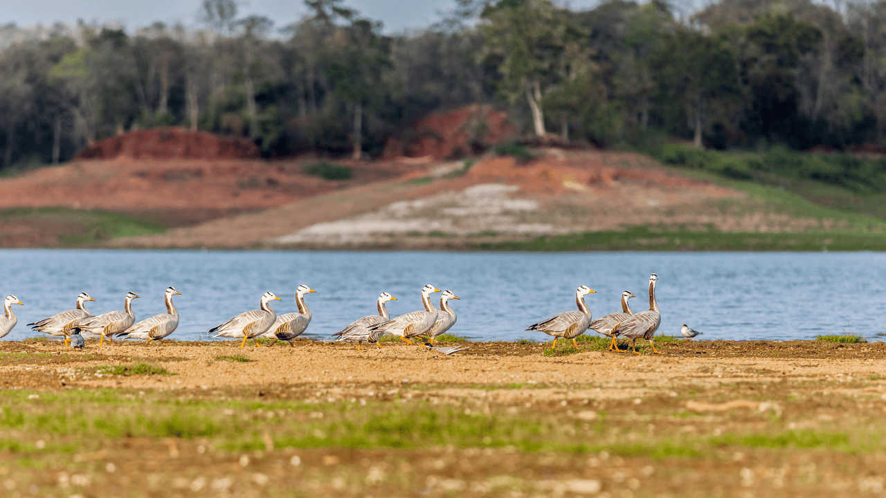 Birds-gather-on-the-lakeshore-in-Satpura-National-Park-1.png