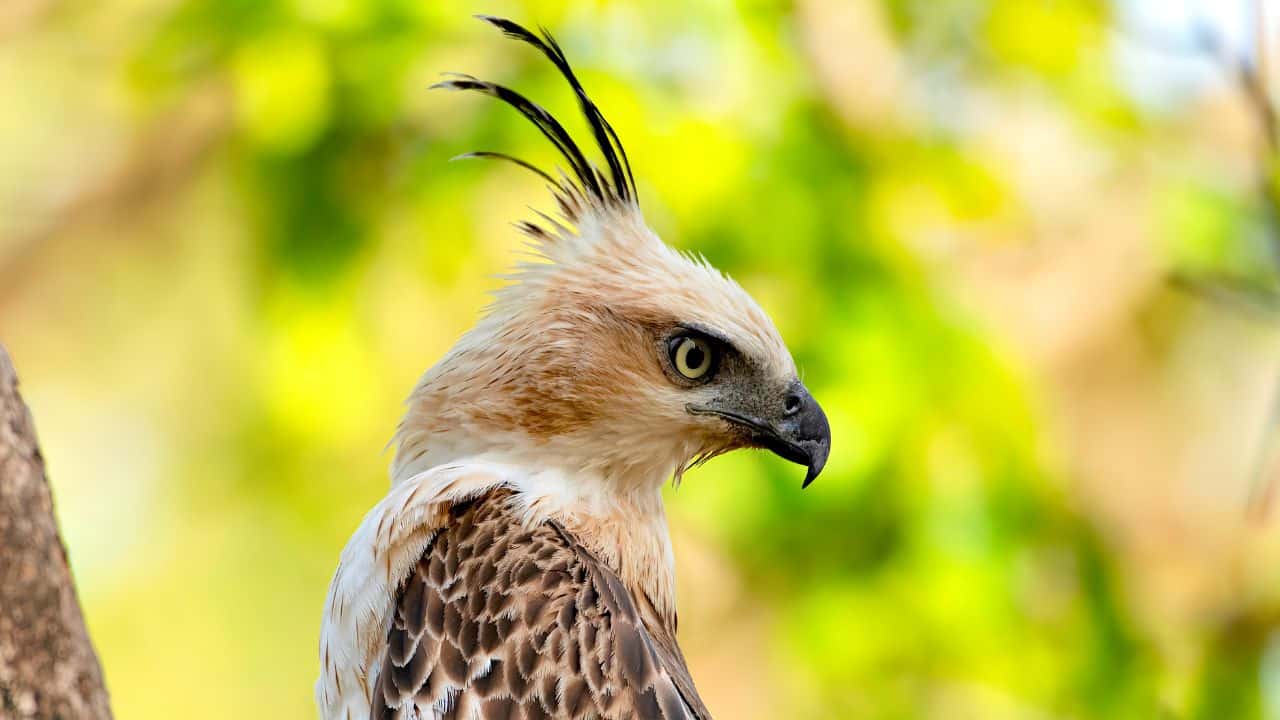 Close-up-of-a-bird-with-an-elongated-tail-captured-in-Pench-National-Park-India.jpg