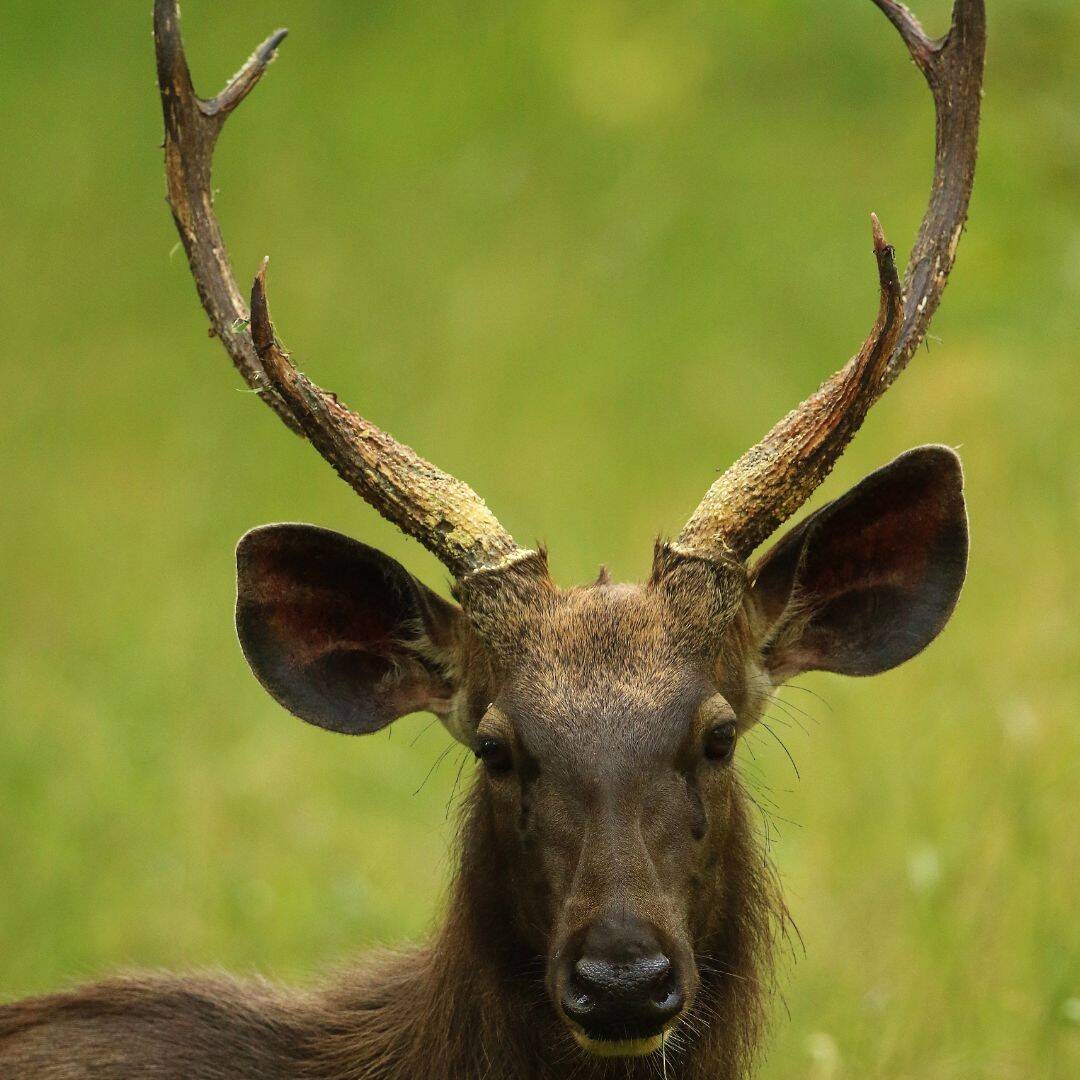 Close-up of a deer with large horns in Nagarhole National Park, India Close up of a deer with large horns in Nagarhole National Park India