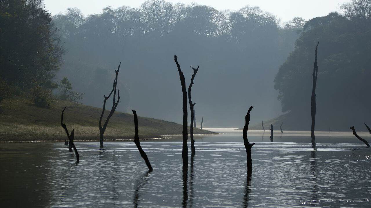 Dead-trees-emerge-from-the-water-in-Periyar-National-Park-India.jpg