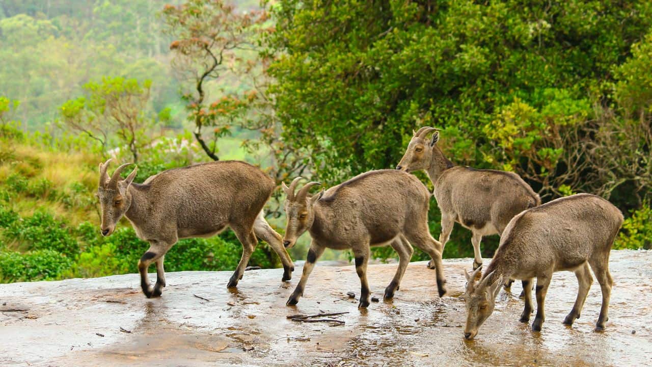 Four-goats-stand-on-a-rock-in-a-forested-area-of-Munnar-India-surrounded-by-lush-greenery.jpg