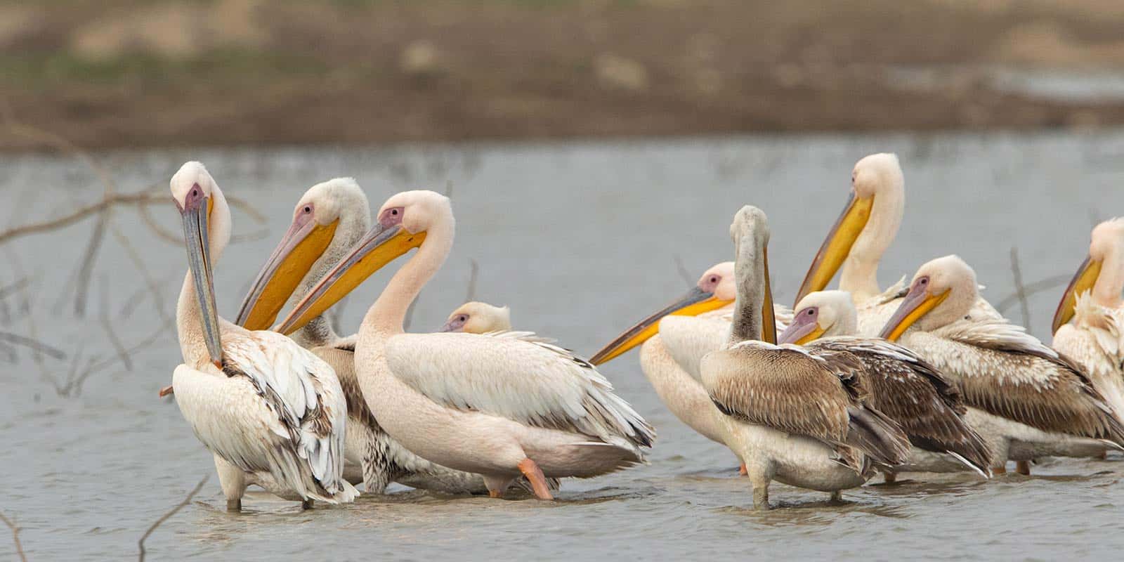 Pelicans-gathered-in-the-water-representing-the-natural-beauty-of-Rajasthan-India.jpg