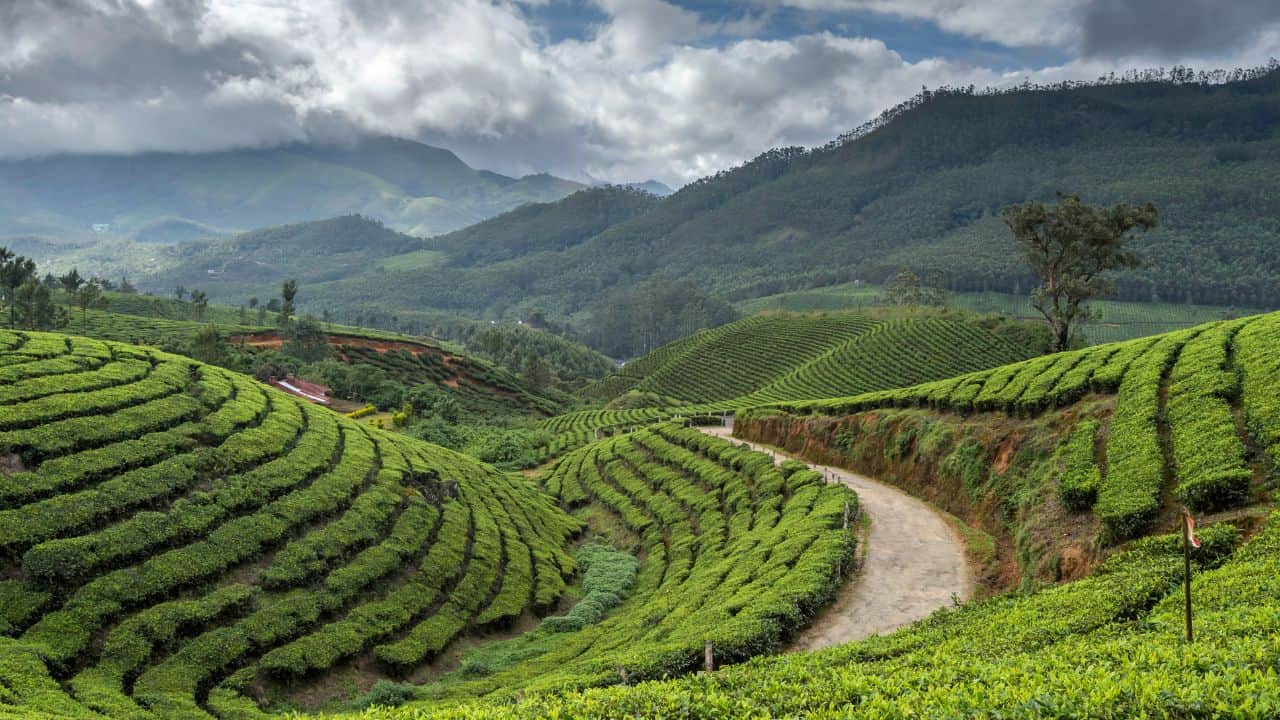 Scenic-view-of-a-tea-plantation-in-Munnar-Kerala-India-showcasing-vibrant-green-fields-and-distant-hills.jpg