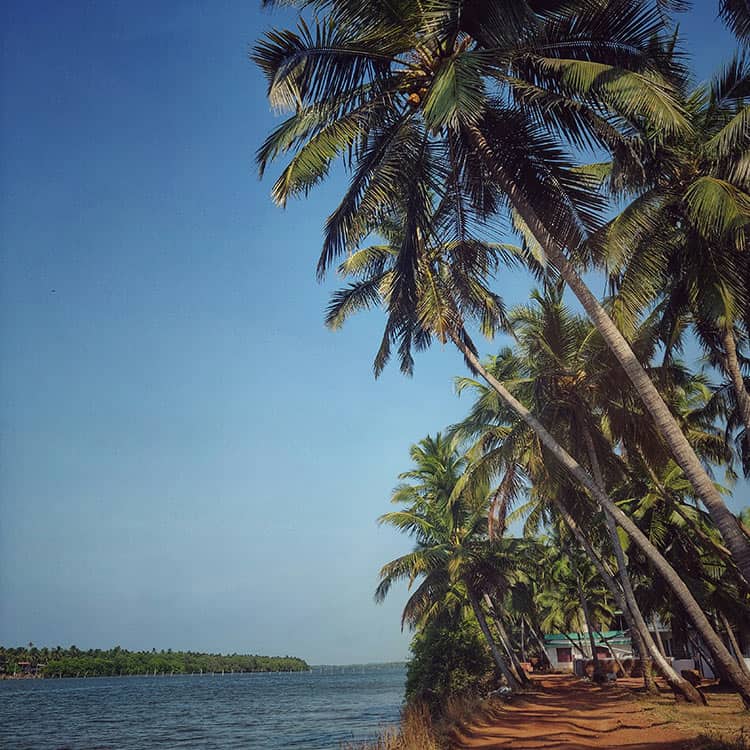 Scenic view of coconut trees at Coconut Lagoon Retreat, India Scenic view of coconut trees at Coconut Lagoon Retreat, India
