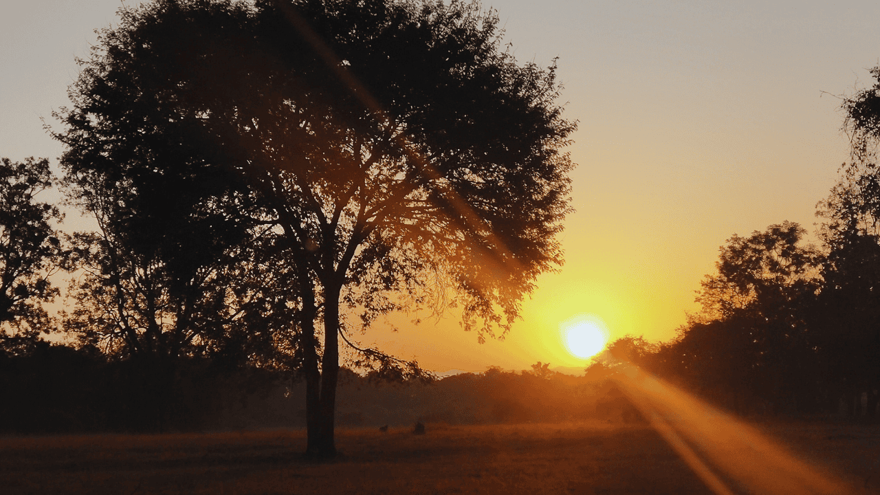 The-sun-rises-behind-a-tree-in-Satpura-National-Park-1.png