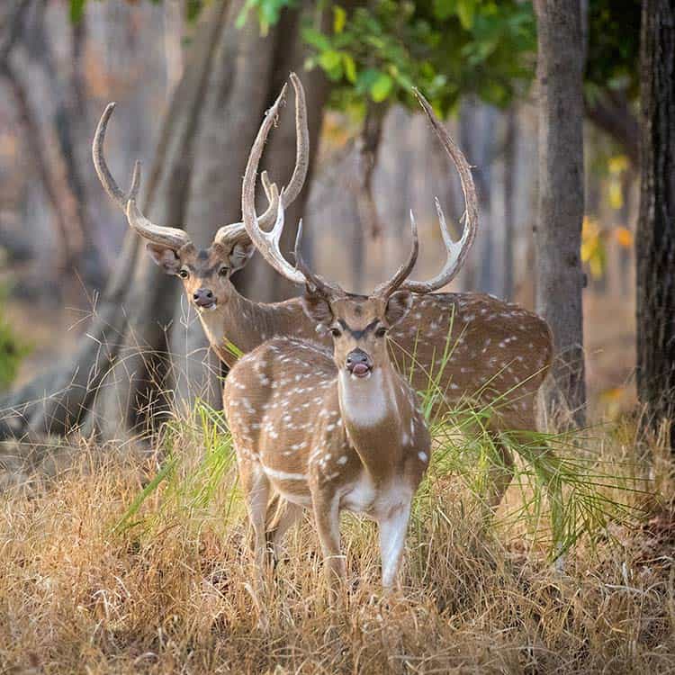 Two deer with large antlers standing gracefully in the woods of Rajasthan, India Two deer with large antlers standing gracefully in the woods of Rajasthan, India